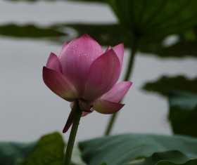 Lotus in the rain HD picture