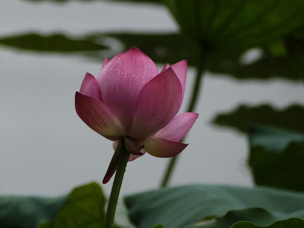 Lotus in the rain HD picture