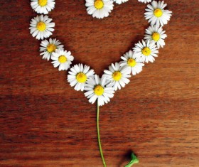 Love the chrysanthemum HD picture