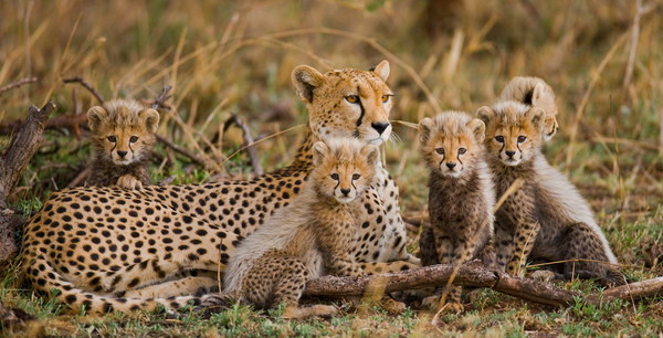 Mother cheetah with a herd of cubs Stock Photo