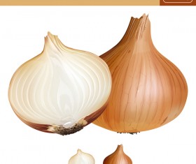 Onion realistic vectors 01