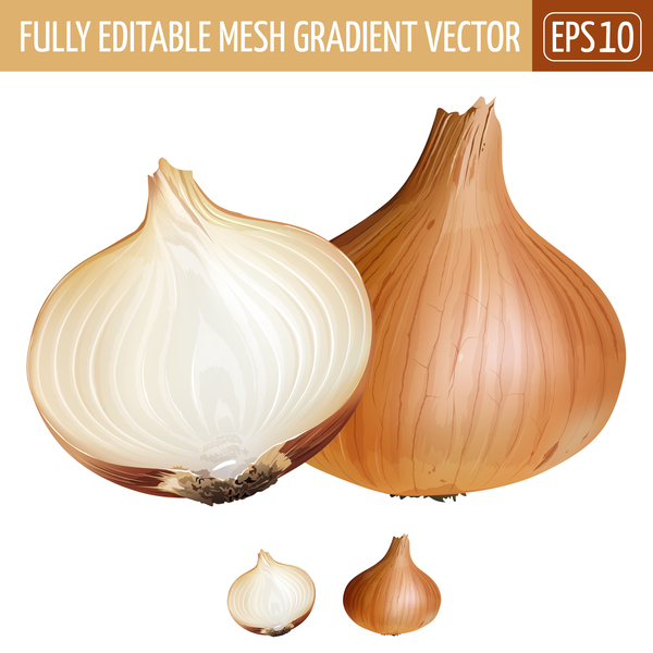 Onion realistic vectors 01