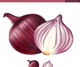 Onion realistic vectors 02