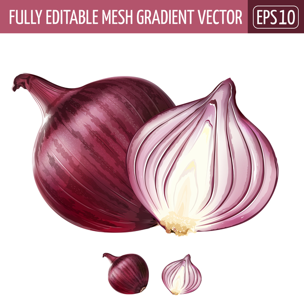 Onion realistic vectors 02