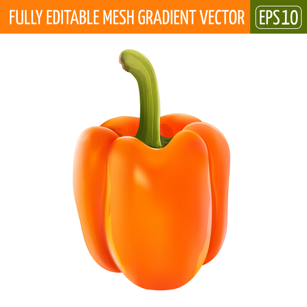 Orange pepper realistic vectors