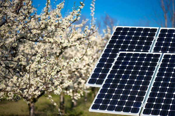 Orchard with solar panels Stock Photo