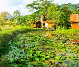 Palm trees and architectural landscapes Stock Photo