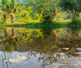 Palm trees landscape Stock Photo