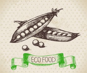 Pea hand drawn sketch vector 01