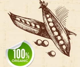 Pea hand drawn sketch vector 02