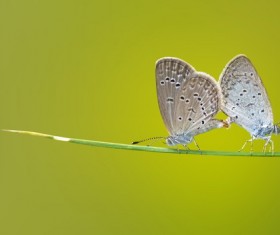 Photography Butterfly HD picture