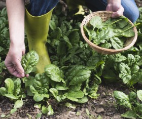 Pick up fresh spinach Stock Photo