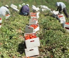 Picking tomatoes Stock Photo