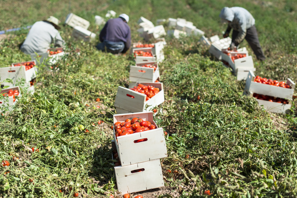 Picking tomatoes Stock Photo
