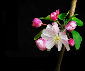 Night Christmas tree Stock Photo