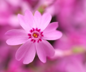 Pink flower close-up HD picture