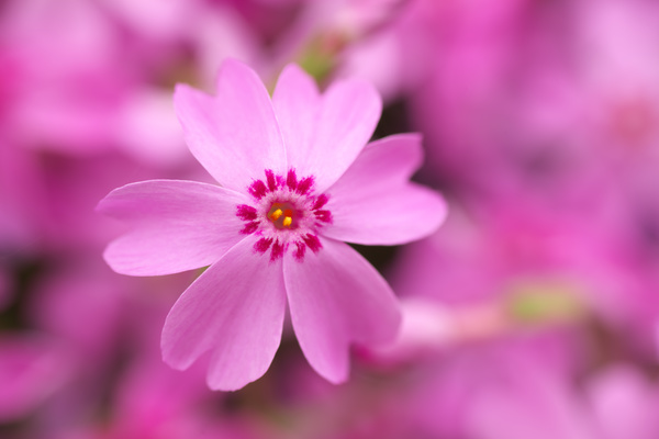 Pink flower close-up HD picture