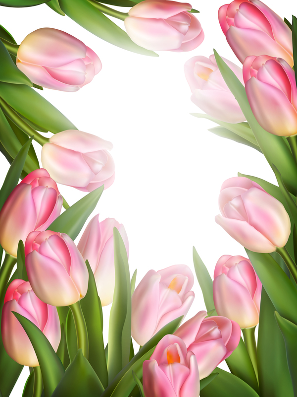 Pink tulips frame vector material