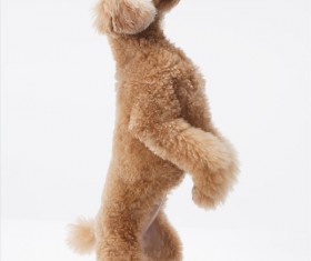 Poodle Stock Photo
