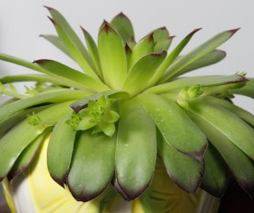 Potted plants HD picture