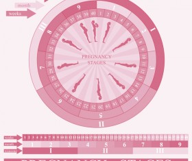 Pregnancy stages infographic template vector 01