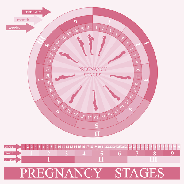 Pregnancy stages infographic template vector 01