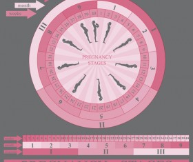 Pregnancy stages infographic template vector 02