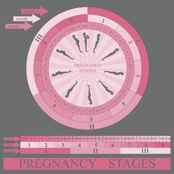 Pregnancy stages infographic template vector 02