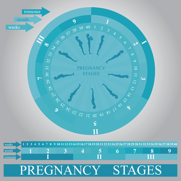 Pregnancy stages infographic template vector 03