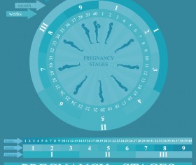 Pregnancy stages infographic template vector 04