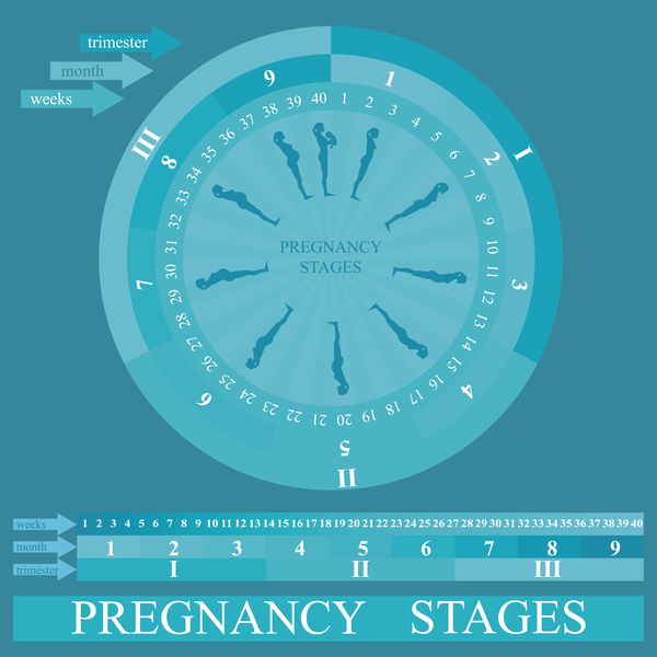 Pregnancy stages infographic template vector 04