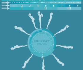 Pregnancy stages infographic template vector 05