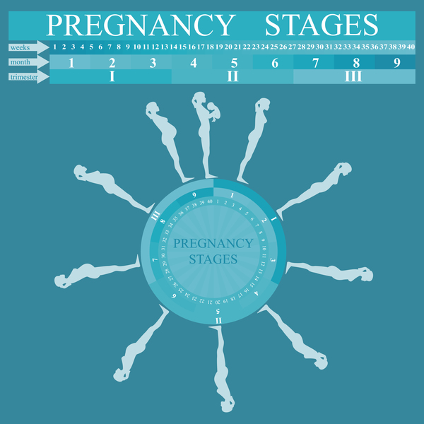 Pregnancy stages infographic template vector 05