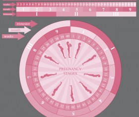 Pregnancy stages infographic template vector 06