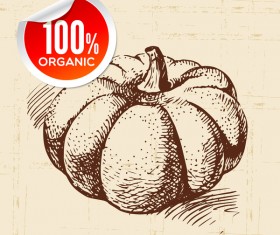 Pumpkin hand drawn sketch vector