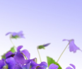 Purple butterfly flower HD picture