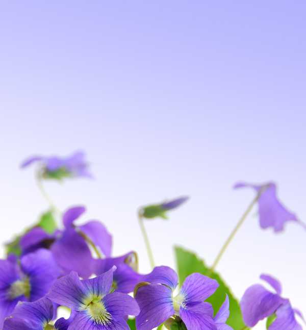Purple butterfly flower HD picture