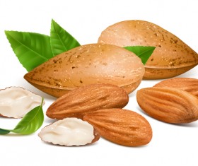 Realistic almond with green leaves vector 01