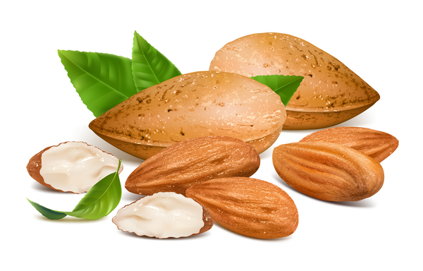 Realistic almond with green leaves vector 01