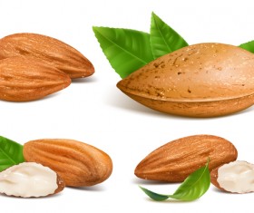 Realistic almond with green leaves vector 02