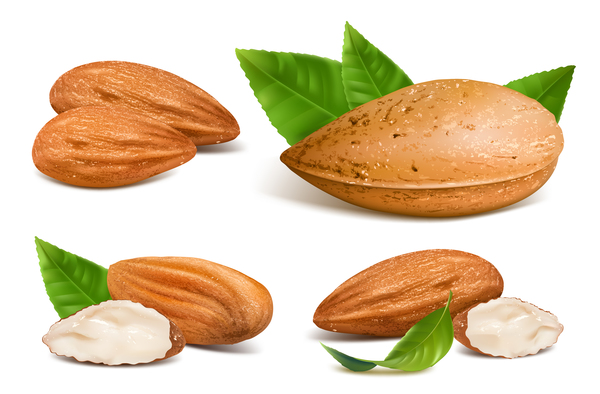 Realistic almond with green leaves vector 02