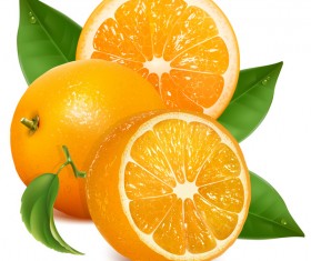 Realistic citrus vector illustration 01