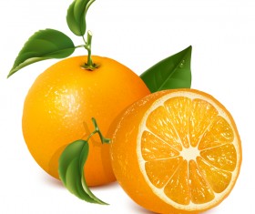 Realistic citrus vector illustration 03