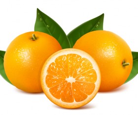 Realistic citrus vector illustration 04