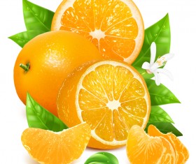 Realistic citrus vector illustration 05