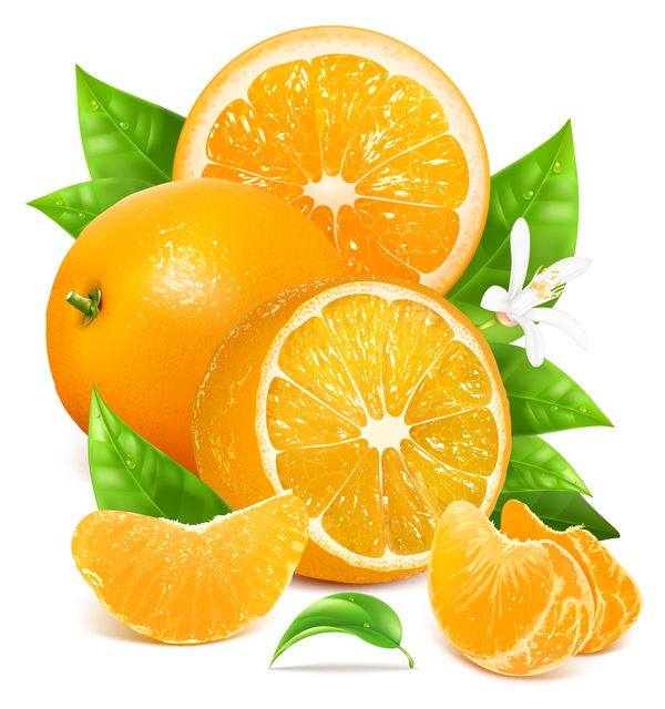 Realistic citrus vector illustration 05