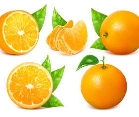 Realistic citrus vector illustration 06