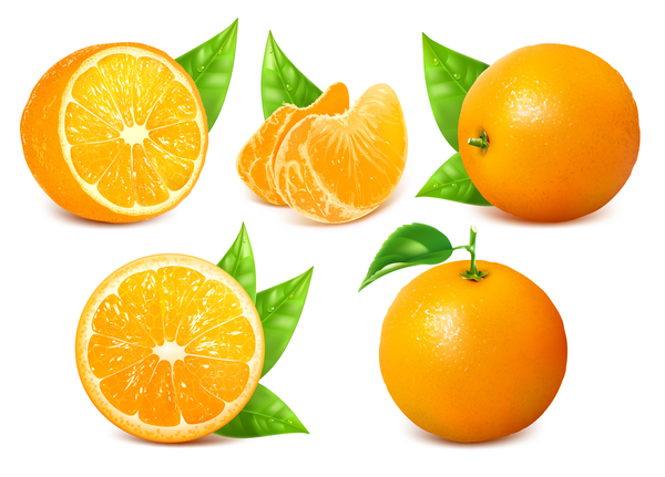 Realistic citrus vector illustration 06 free download