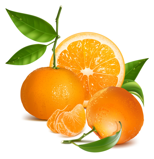 Realistic citrus vector illustration 07