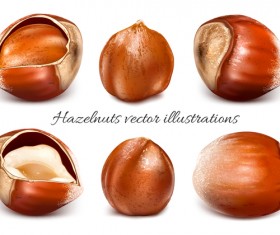 Realistic hazelnut vector illustration 04